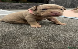 American Bully dogs for sale: Stunning pocket bullie’s  - Image 5