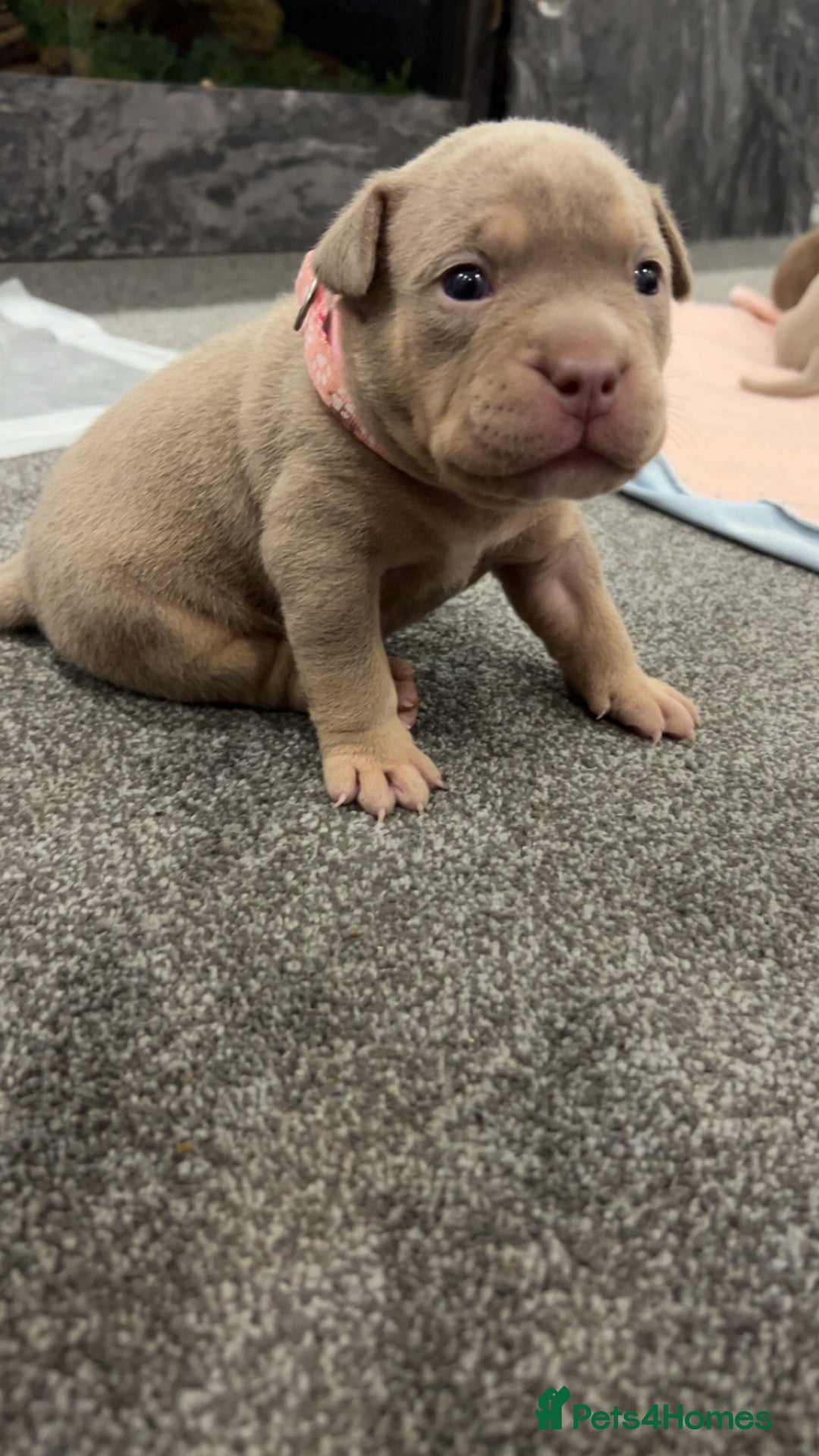 American Bully dogs for sale: Stunning pocket bullie’s  - Image 5