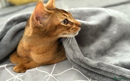 Abyssinian cats for sale: Abyssinian male cat - Image 5