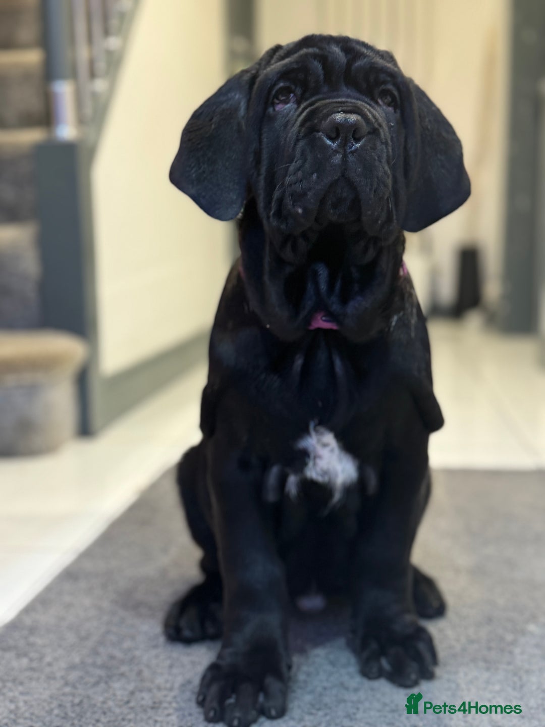 Neapolitan Mastiff dogs for sale:  3 black girl Neapolitan mastiff puppie Newcastle  - Advert 15