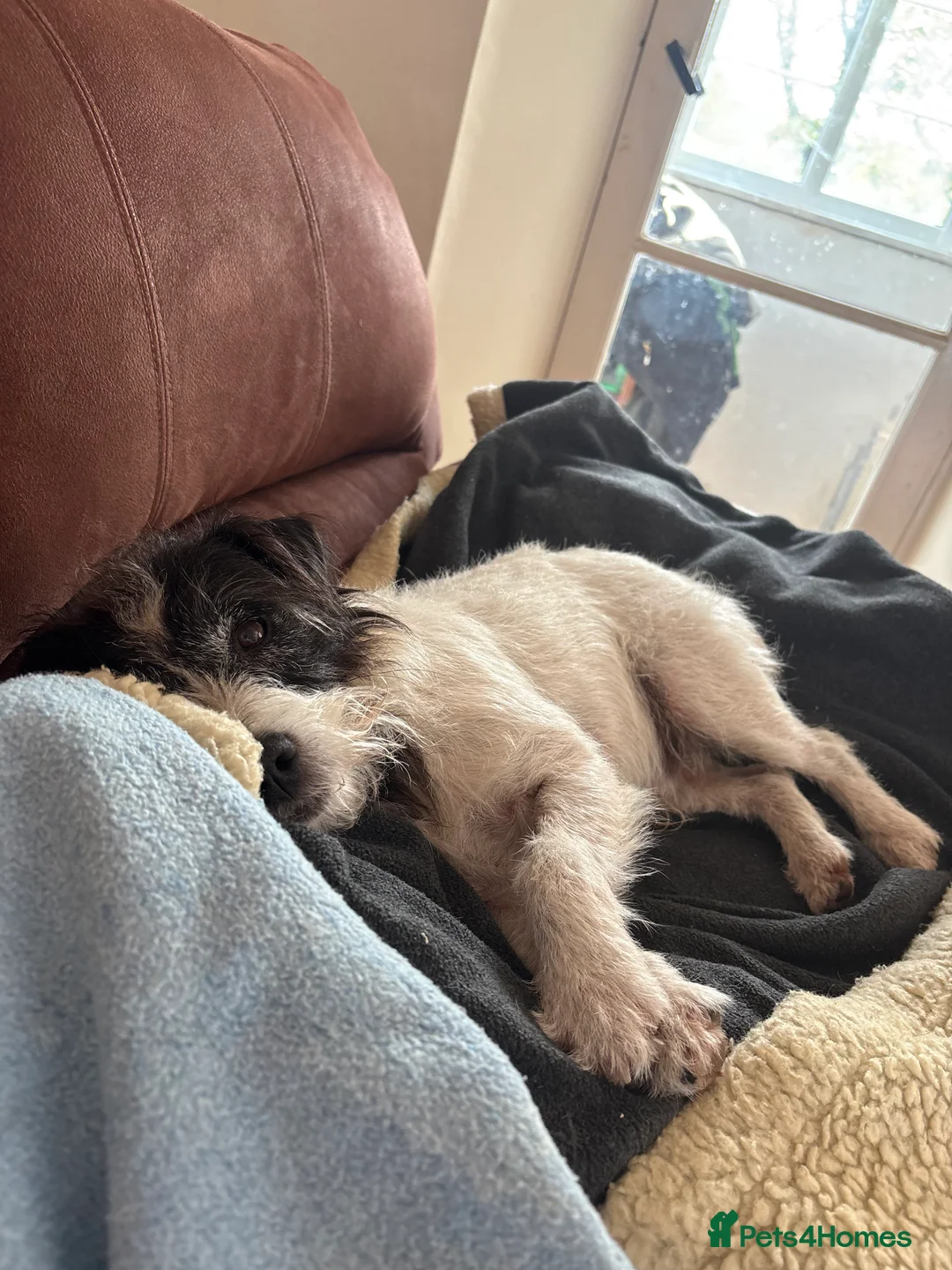 Parson Russell dogs for stud: KC parsons Russell for stud  - Advert 3