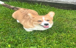 Welsh Corgi Pembroke dogs for sale: KC registered Champion line Corgi puppies - Image 1