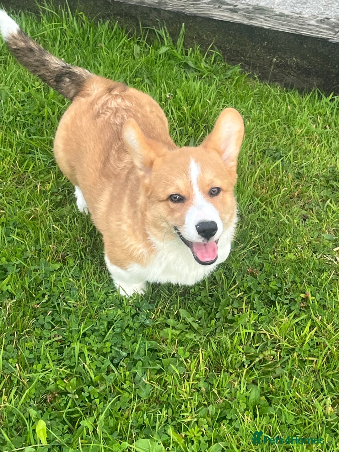 Welsh Corgi Pembroke dogs for sale: KC registered Champion line Corgi puppies - Image 1