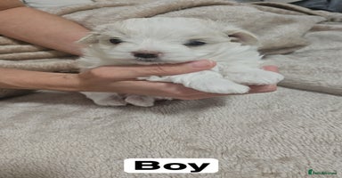 Maltese dogs - Advert 9