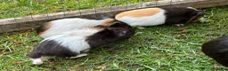 Guinea Pig rodents for sale: Baby Guinea Pigs for sale - Advert 4