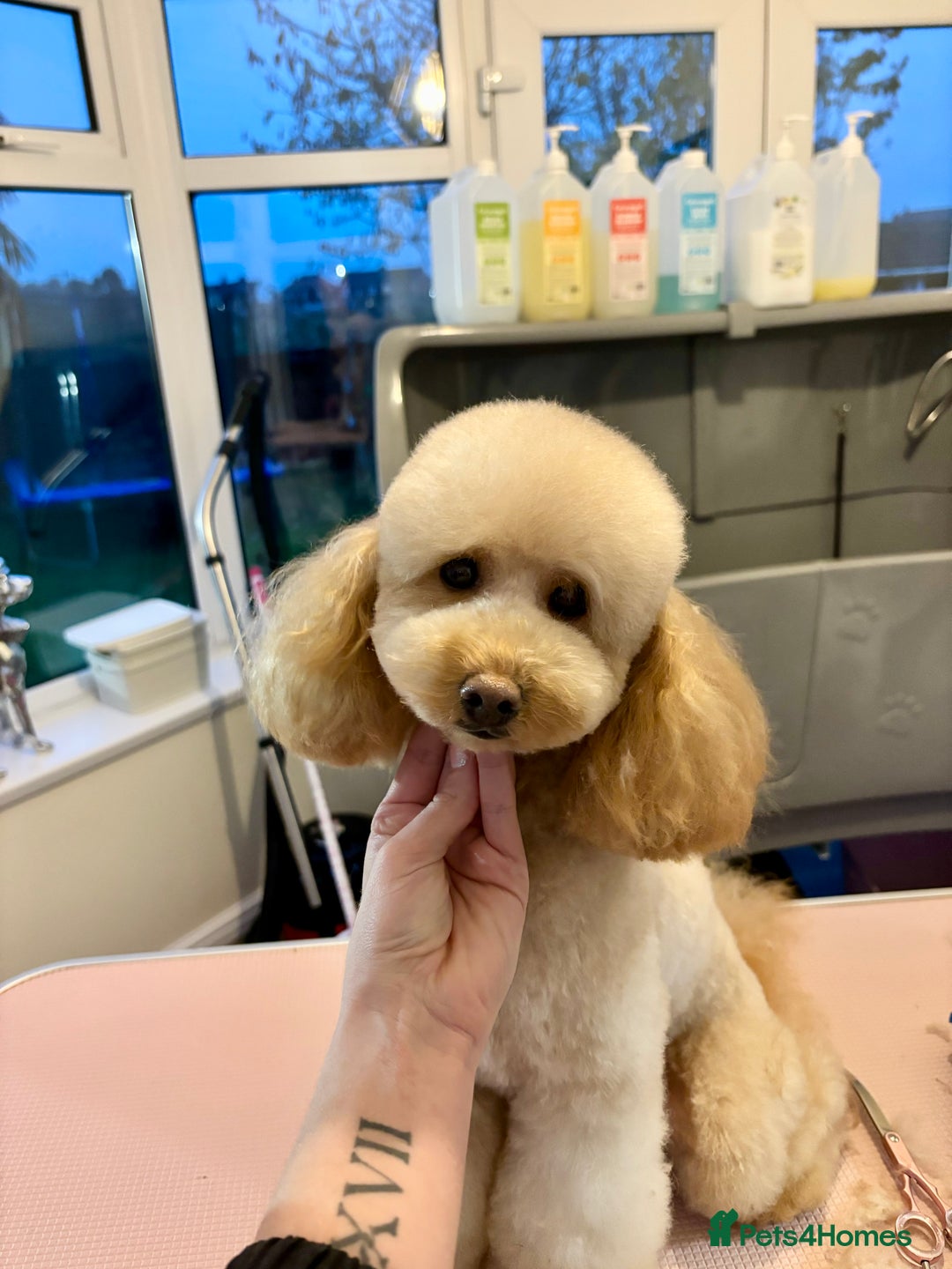 Miniature Poodle dogs for stud: Proven - KC REG MINIATURE POODLE STUD 🐩🐾 in Doncaster - Image 3