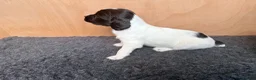 English Springer Spaniel dogs for sale: KC Registered English Springer Spaniel Puppies  in Derby - Advert 20