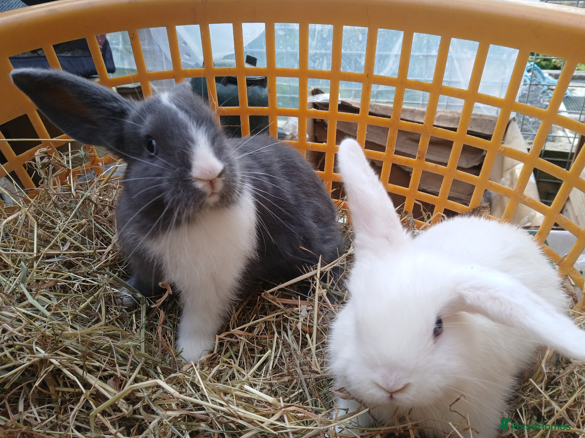 Mini Lop rabbits Mini lop bunnies (2 bucks left) - Advert 1
