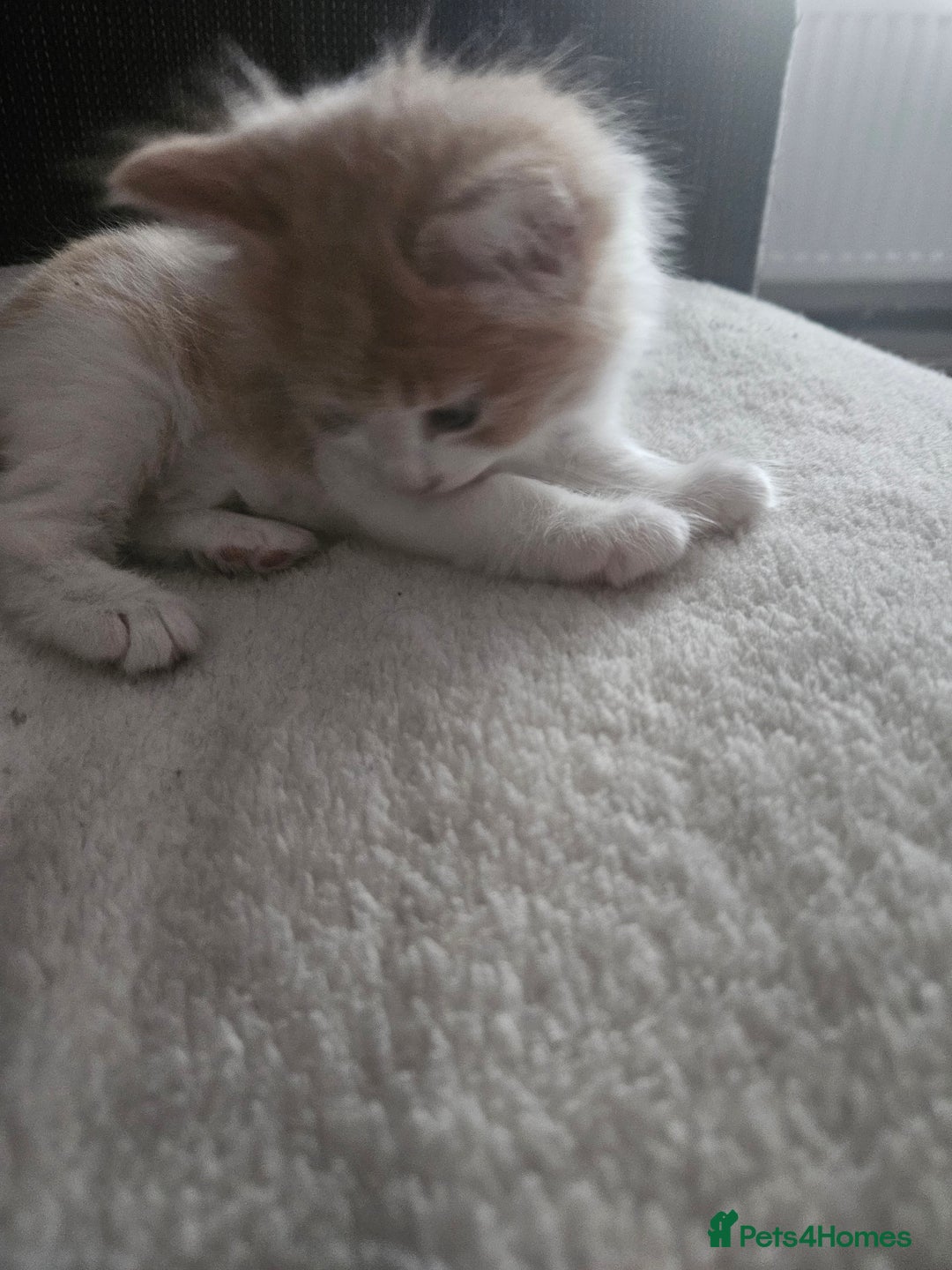 Mixed Breed cats for sale: Cute playful kittens  - Advert 14