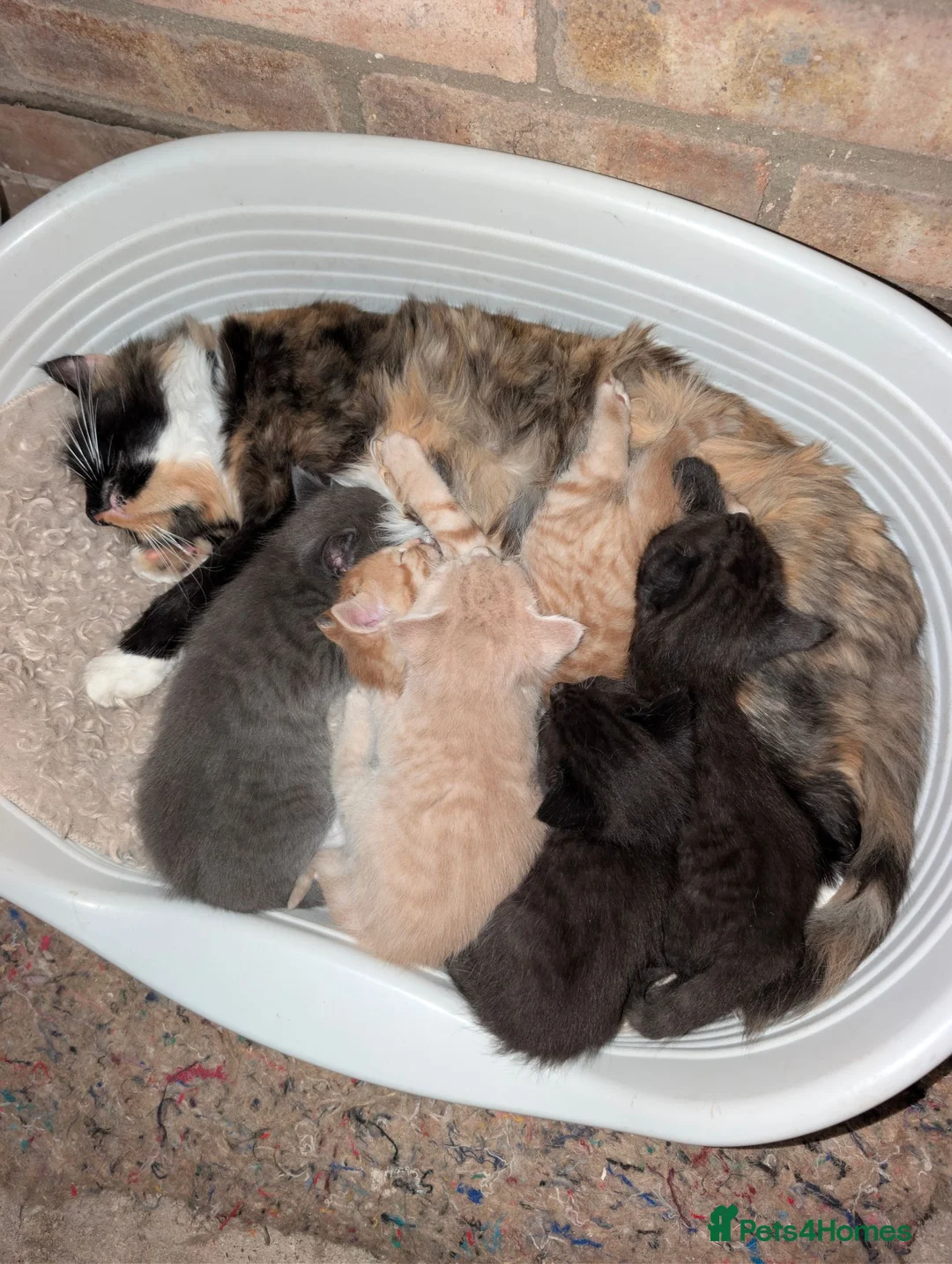 Mixed Breed cats for sale: Maine coon X kittens for sale.. - Advert 1