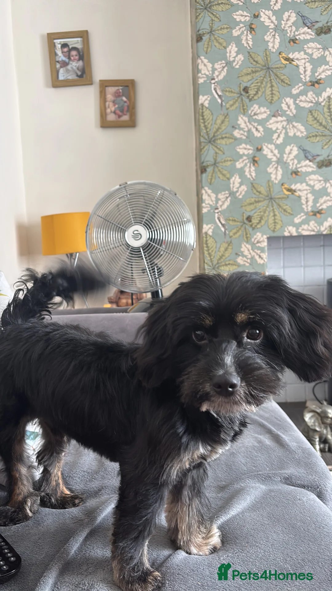 Mixed Breed dogs for sale: 10-month-old Yorkie x Maltese x Cockapoo in Newcastle - Advert 3