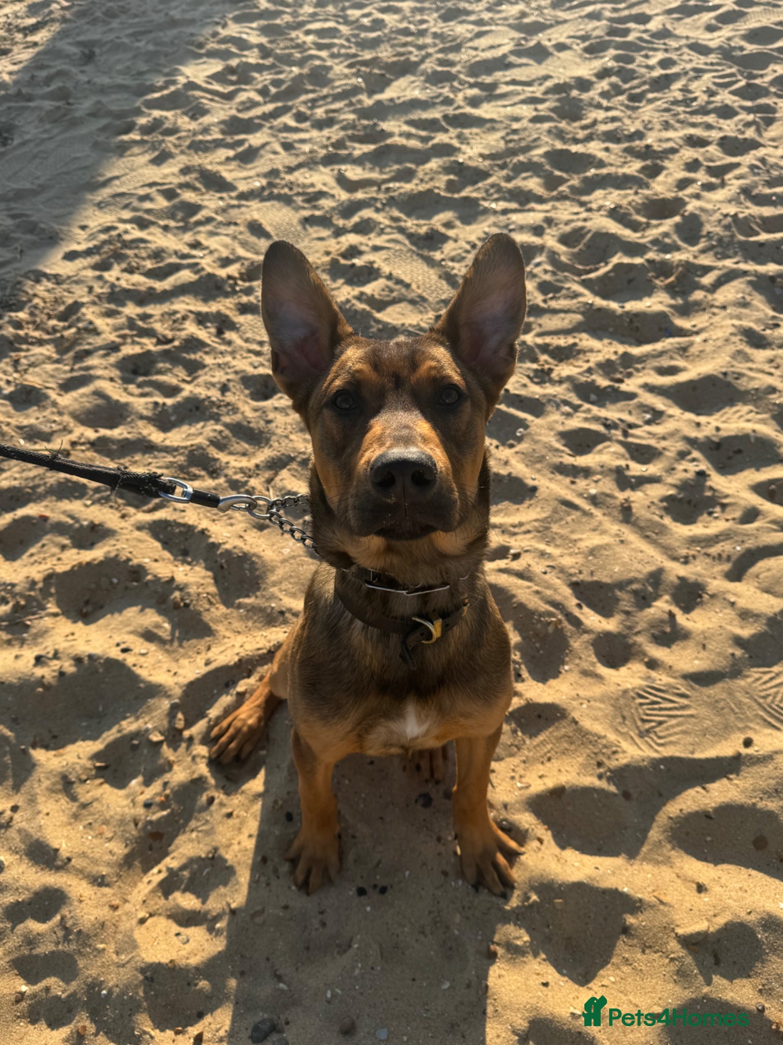 Mixed Breed dogs BEAUTIFUL BULLHERDER LOOKING FOR FOREVER HOME - Advert 2