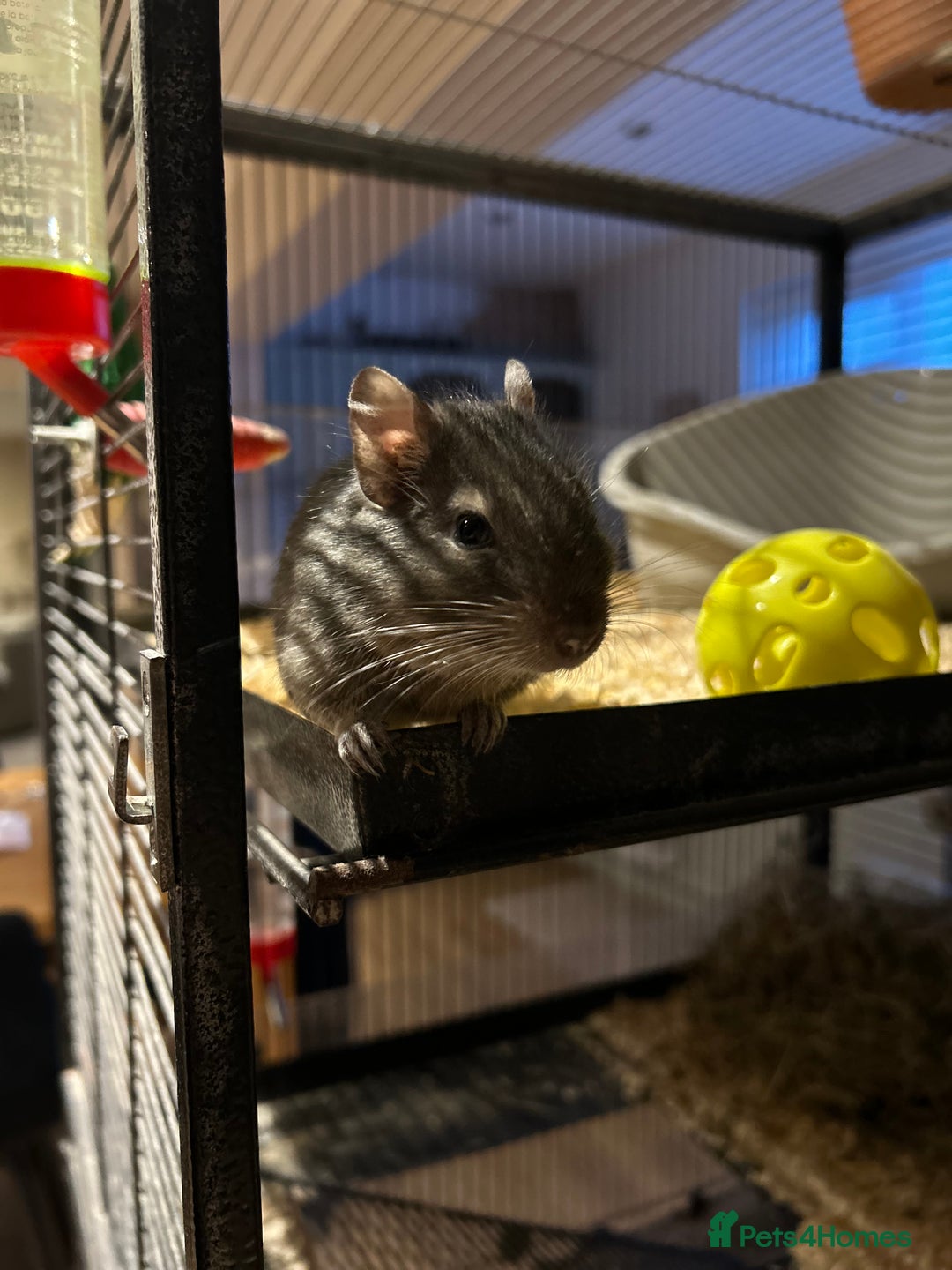 Degus rodents for sale: 2 male degus  - Image 3