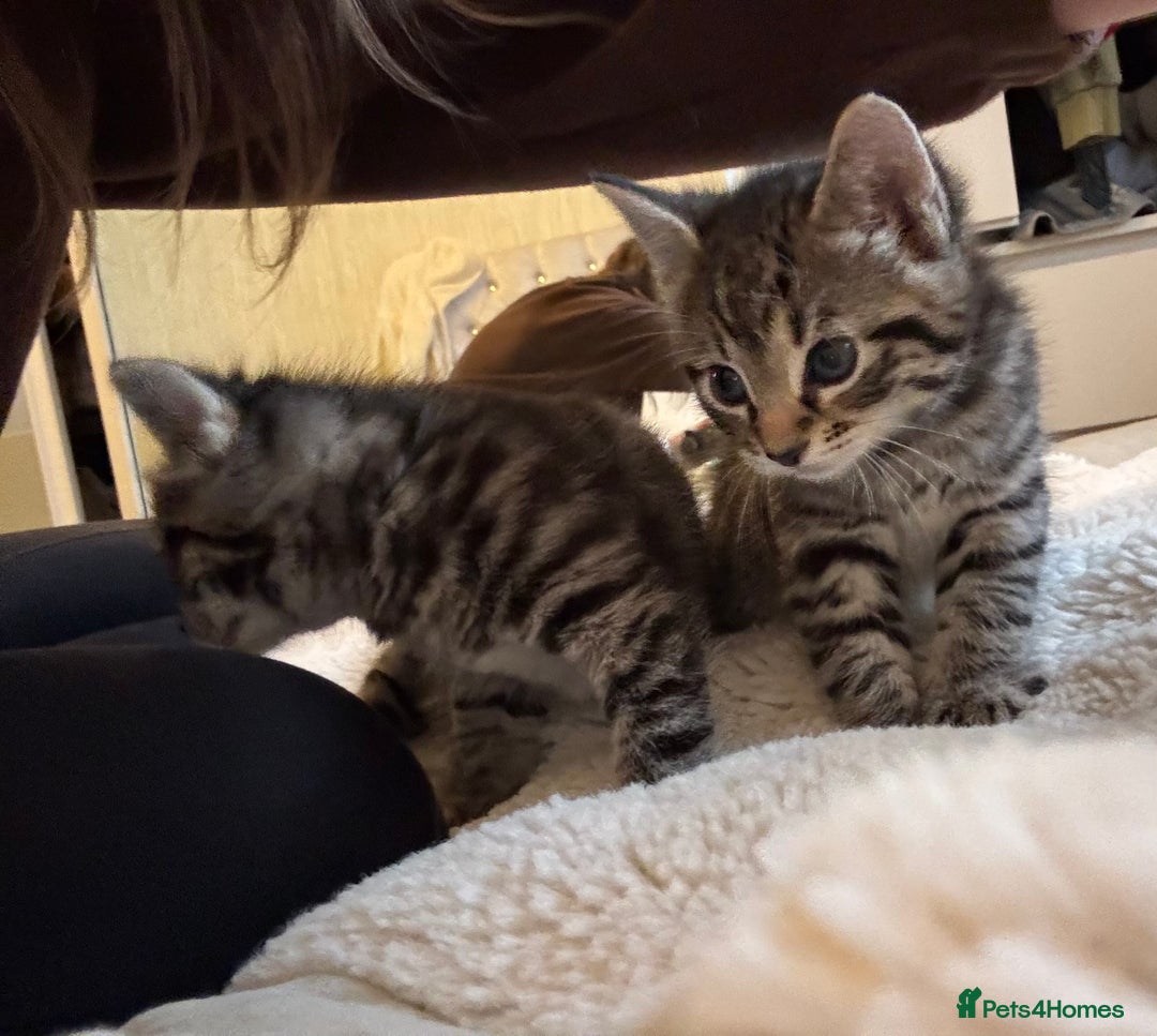 British Longhair cats for sale: Stunning kittens  - Advert 4