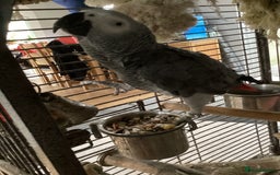 Parrots birds for sale: Billy an African Grey Parrot - Image 2