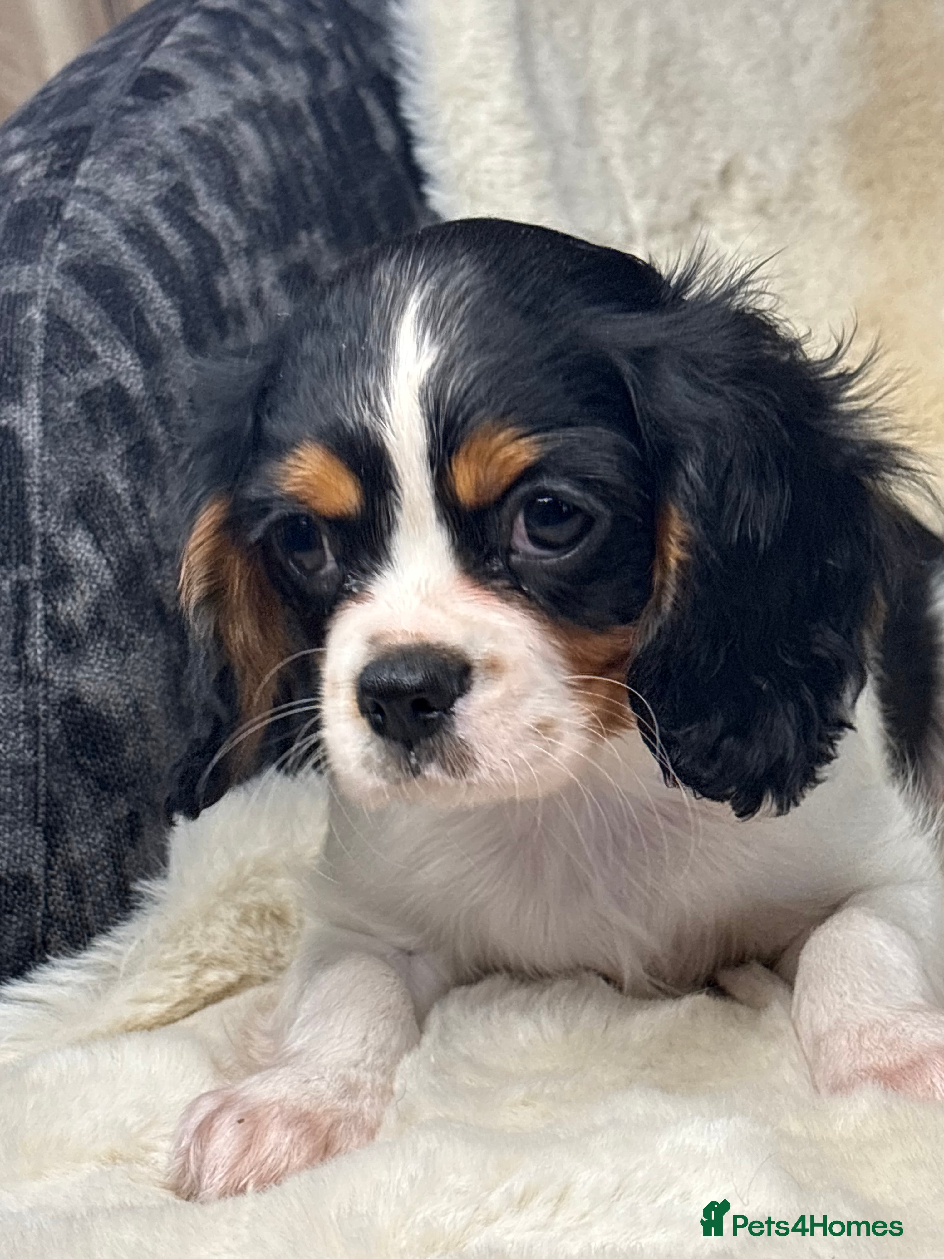 Cavalier King Charles Spaniel dogs Health tested cavalier puppies  - Advert 5