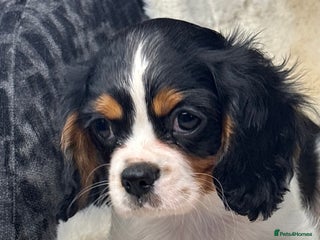 Cavalier King Charles Spaniel dogs Health tested cavalier puppies - Advert 14