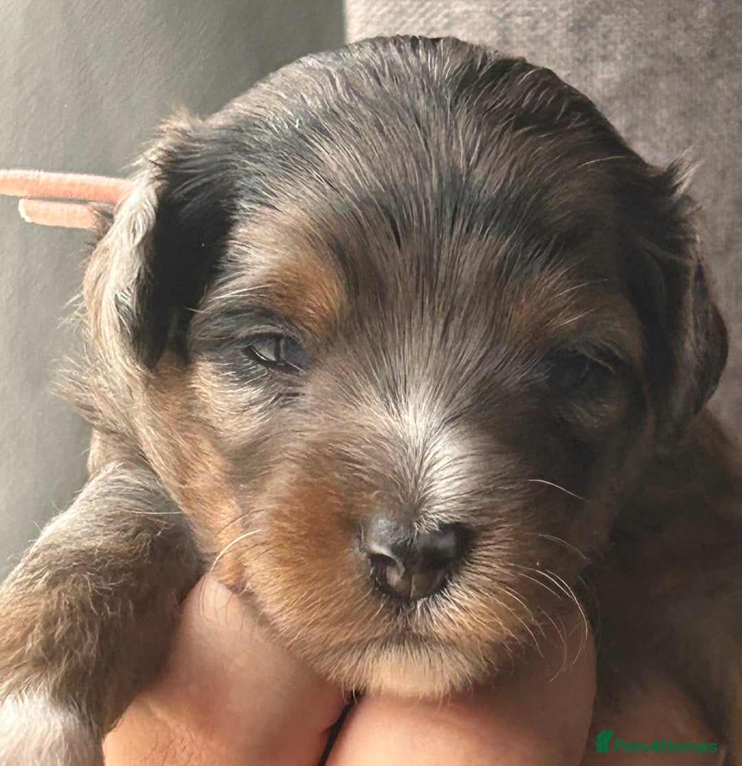 Mixed Breed dogs for sale: Tibetan x Toy Poodle - Image 17