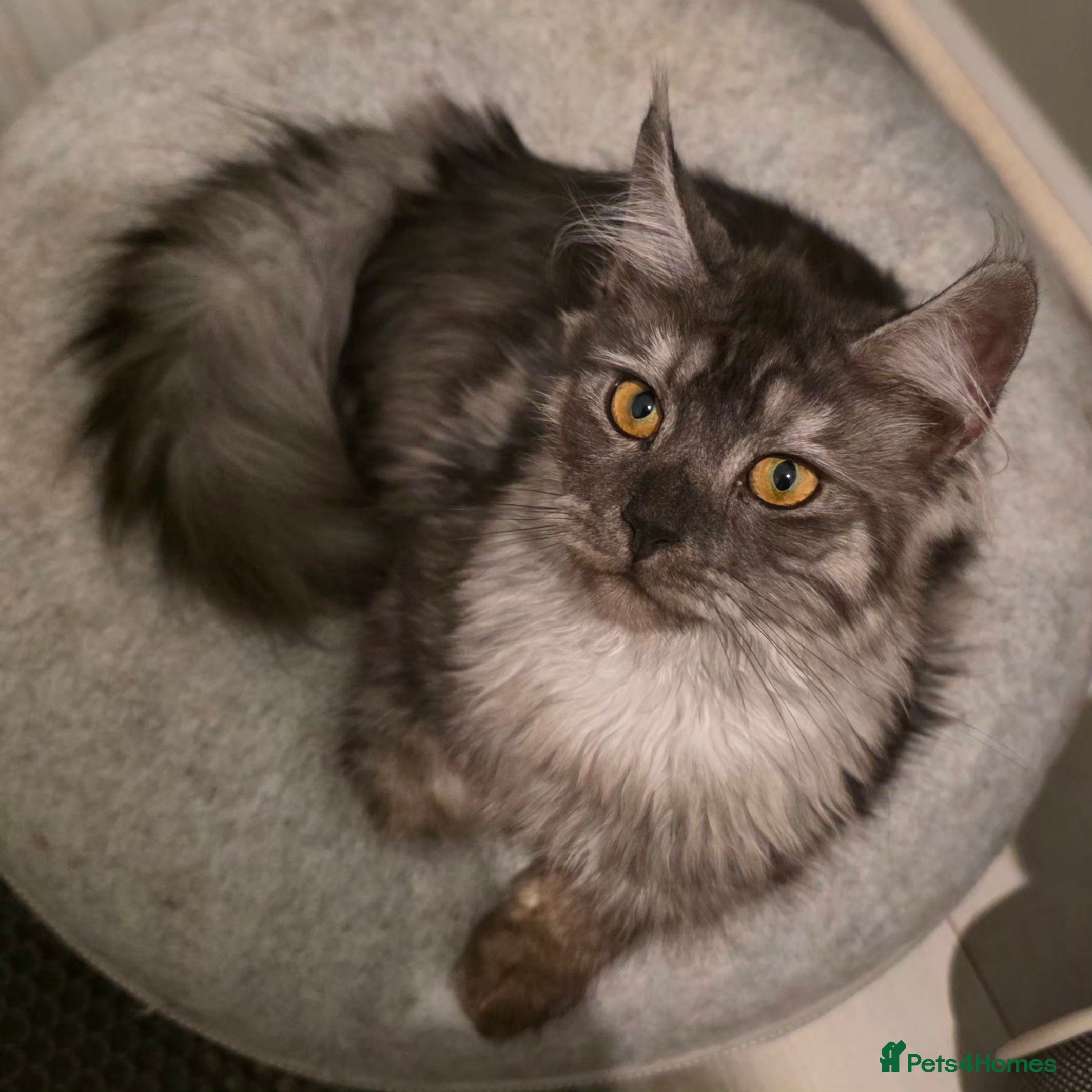 Maine Coon cats Premium Pedigree Maine Coon Kittens – Ready Now 🐾 - Advert 2