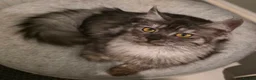 Maine Coon cats for sale: Premium Pedigree Maine Coon Kittens – Ready Now 🐾 - Advert 5