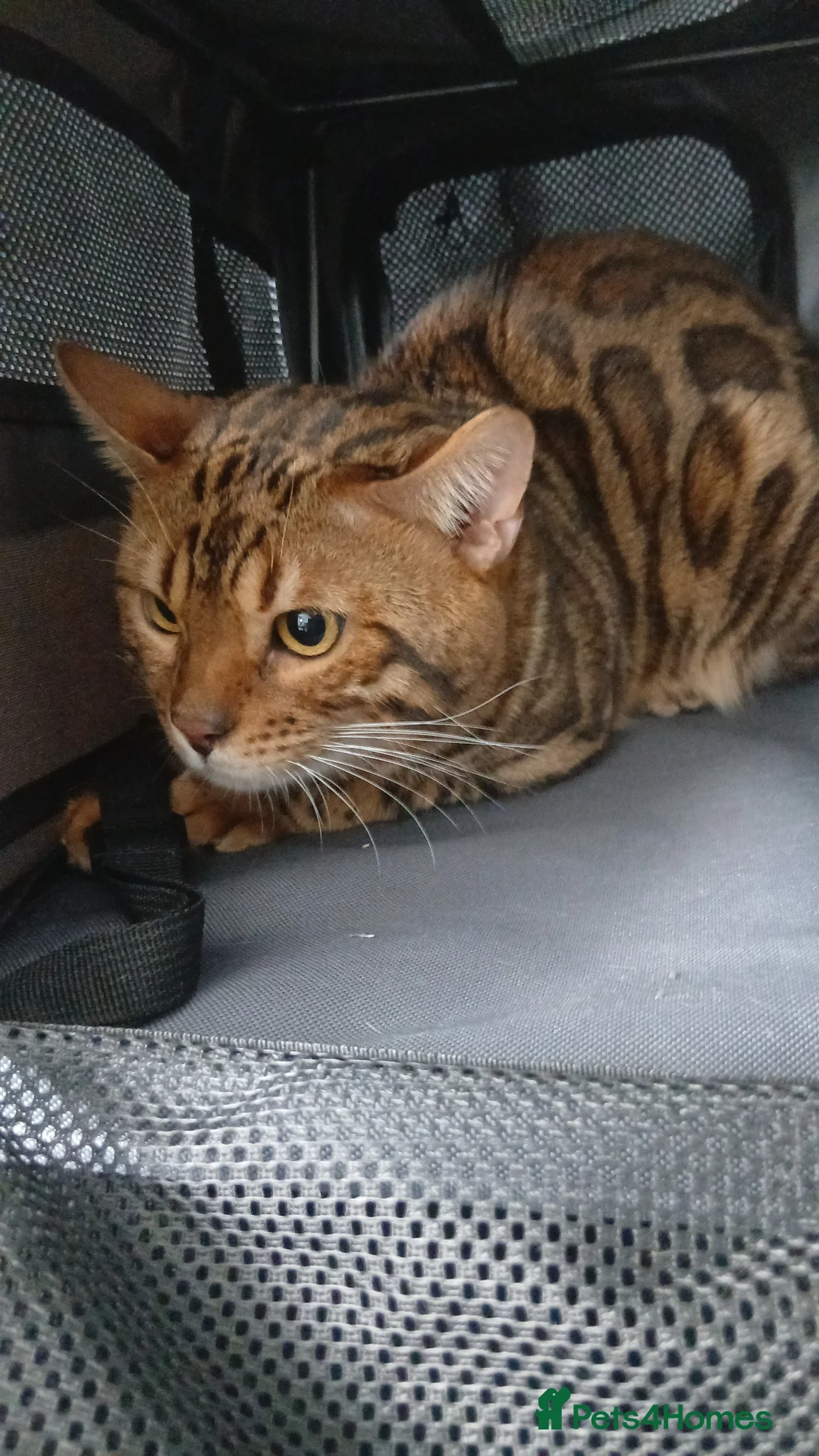 Bengal cats for sale: Beautiful bengal  - Advert 2