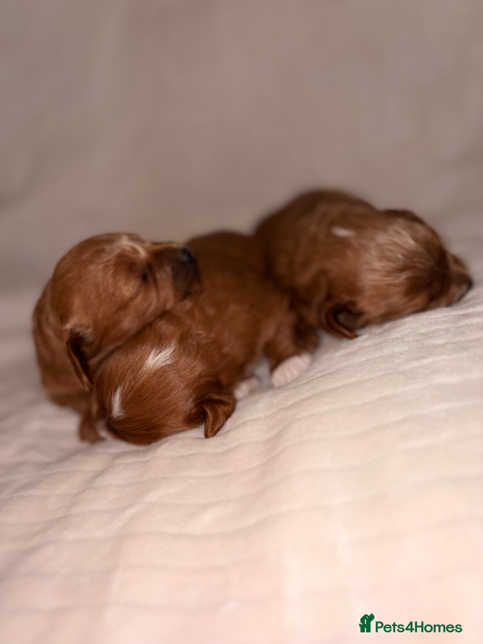 Cavapoo dogs KC registered parents 5⭐️Deep red Cavapoo puppy’s  - Advert 3