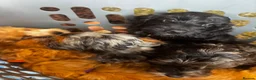 Cockapoo dogs for sale: Cockapoo in Southampton - Advert 14