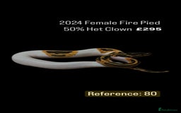 Python Snake reptiles for sale: Various 2025 & 2024 Pied Ball Pythons Royal Snake - Image 21