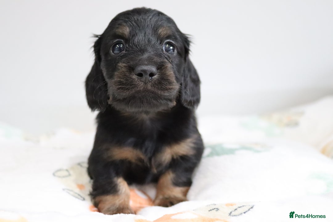 Miniature Dachshund dogs for sale: Ready now miniature long haired dachshunds in Stowmarket - Image 22