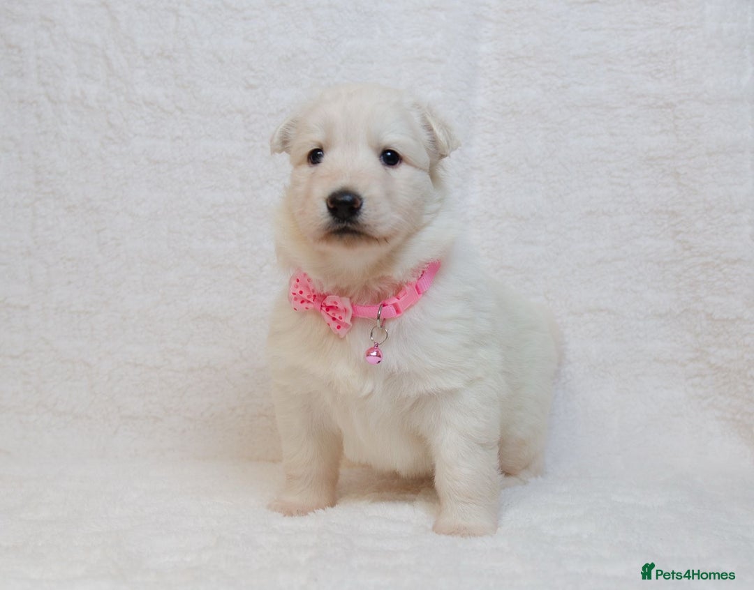 German Shepherd dogs for sale: LAST ONE KC REG STRAIGHT BACKED FULL WHITE GSD PUP - Advert 3