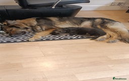 German Shepherd dogs for sale: Female german shepard for sale - Image 1