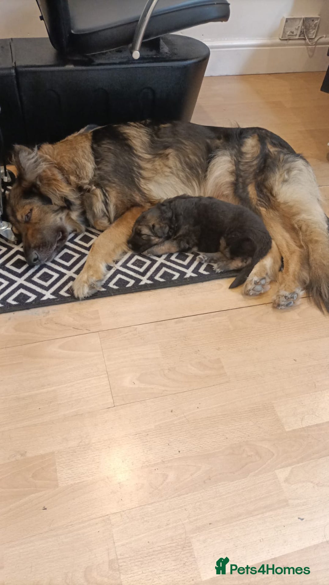 German Shepherd dogs for sale: Female german shepard for sale - Image 1