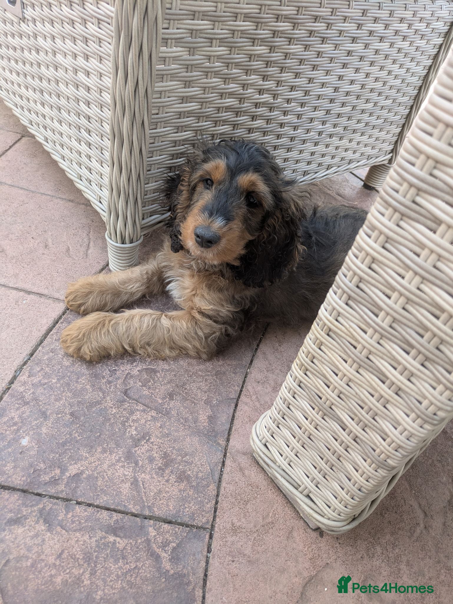 Cockapoo dogs Ready f1 Show/Toy boy for his forever home - Advert 1