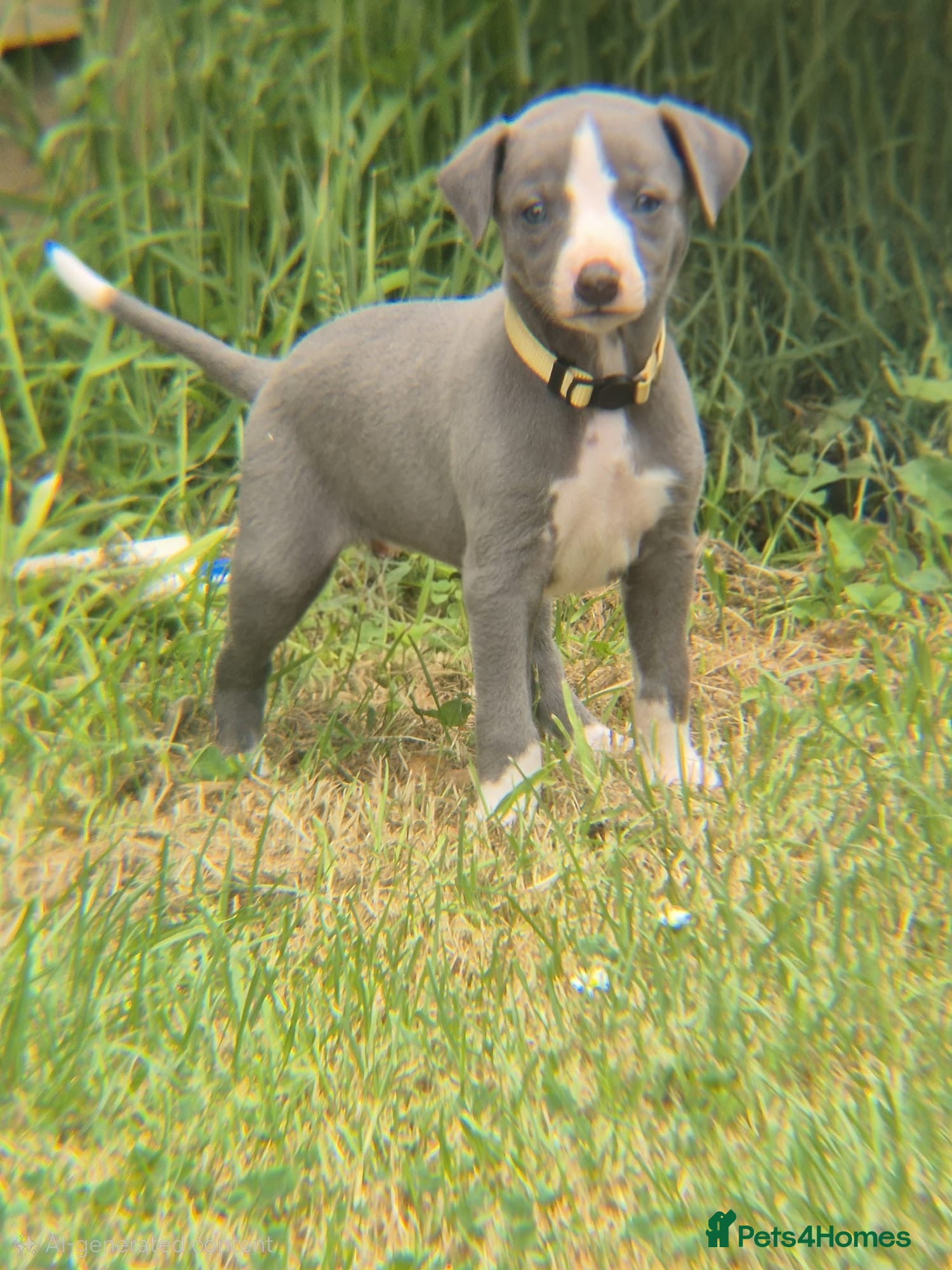 Whippet Puppy 4