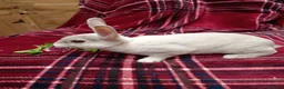 Rex rabbits for sale: Beautiful mini rex babies - Advert 1