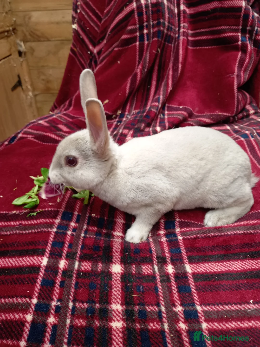 Rex rabbits for sale: Beautiful mini rex babies - Advert 1
