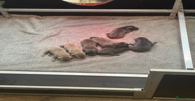 Labrador Retriever dogs - Advert 7
