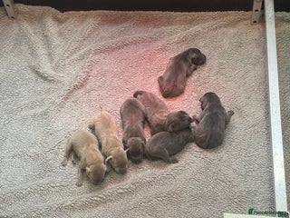 Labrador Retriever dogs - Advert 14