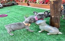 French Bulldog dogs for sale: Adorable Puppies Looking for a New Home! - Image 6
