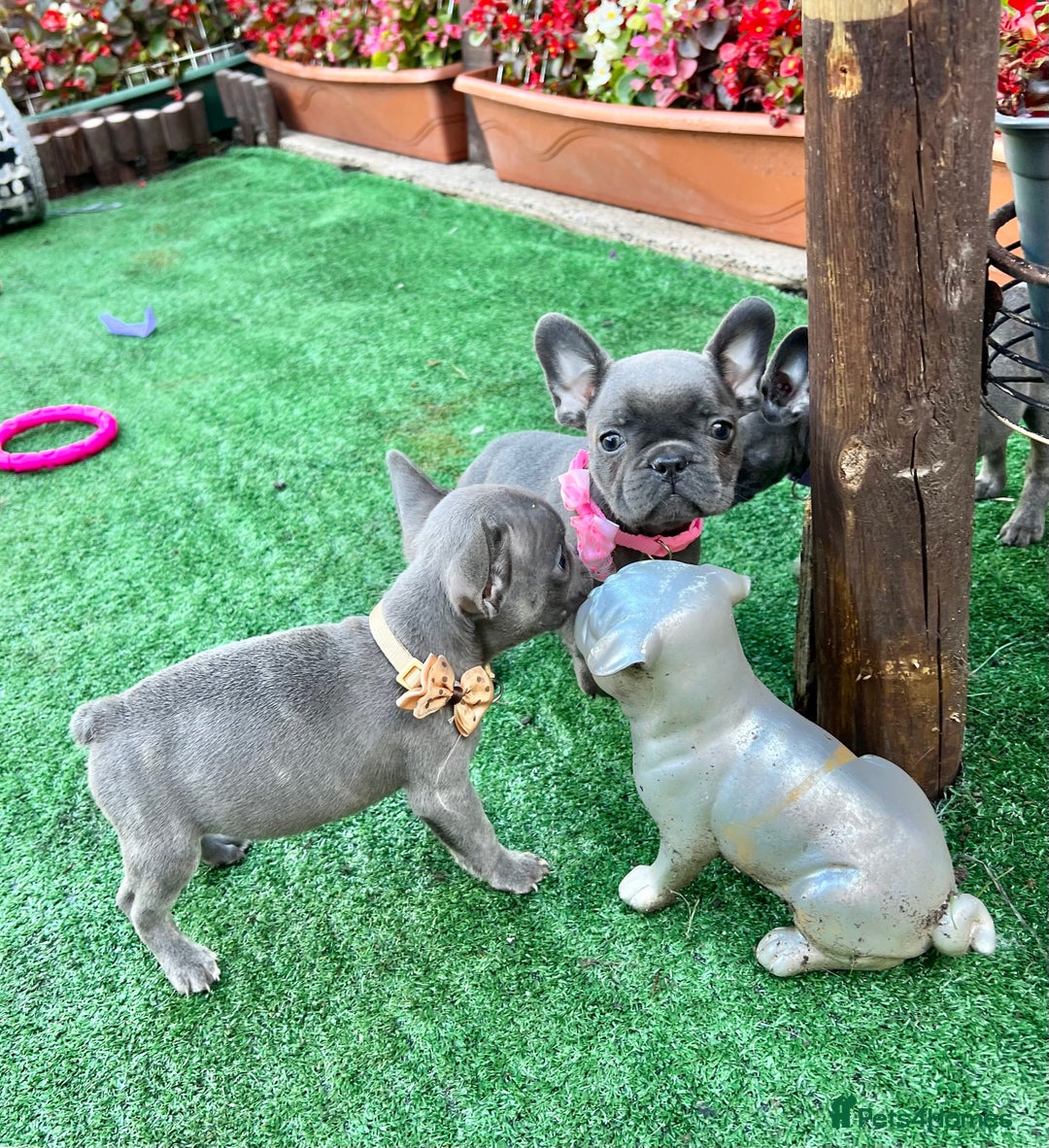 French Bulldog dogs for sale: Adorable Puppies Looking for a New Home! - Image 6
