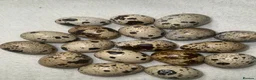 Quail poultry for sale: Mixed Coturnix Quail Eggs  - Advert 1