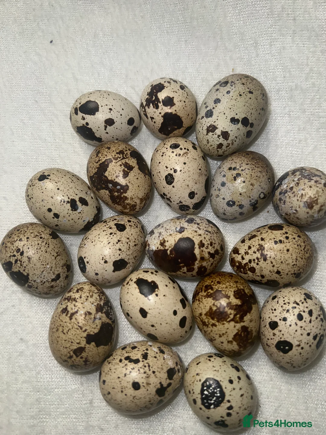 Quail poultry for sale: Mixed Coturnix Quail Eggs  - Advert 1