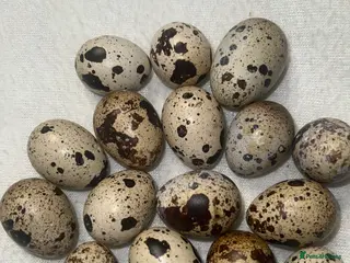 Quail poultry Mixed Coturnix Quail Eggs - Advert 3