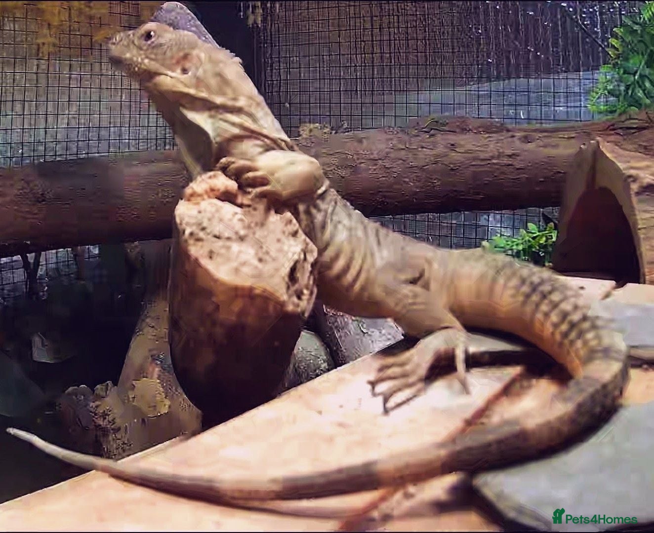 Iguana reptiles Guatamalan spiny tailed iguana  - Advert 1