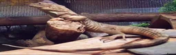 Iguana reptiles for sale: Guatamalan spiny tailed iguana  in Southport - Advert 1