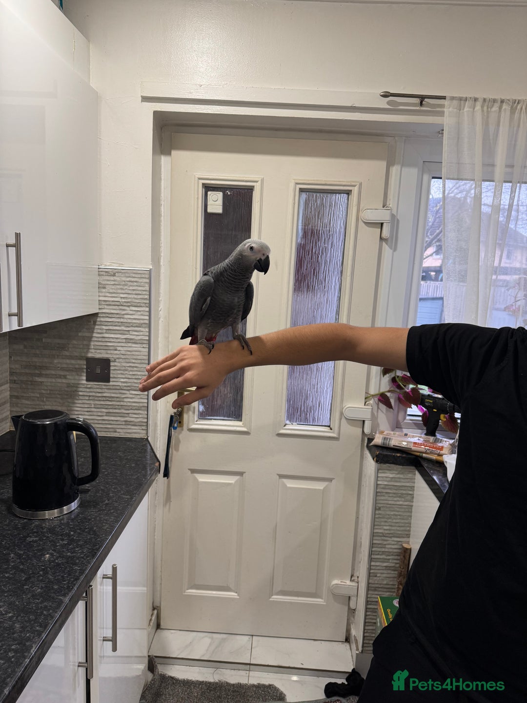 Parrots birds for sale: Hand reared  fully tame baby  African grey parrot  - Advert 3