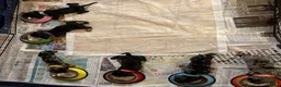 Miniature Dachshund dogs for sale: 5 PURE Miniature Dachshund puppies for sale - Advert 3