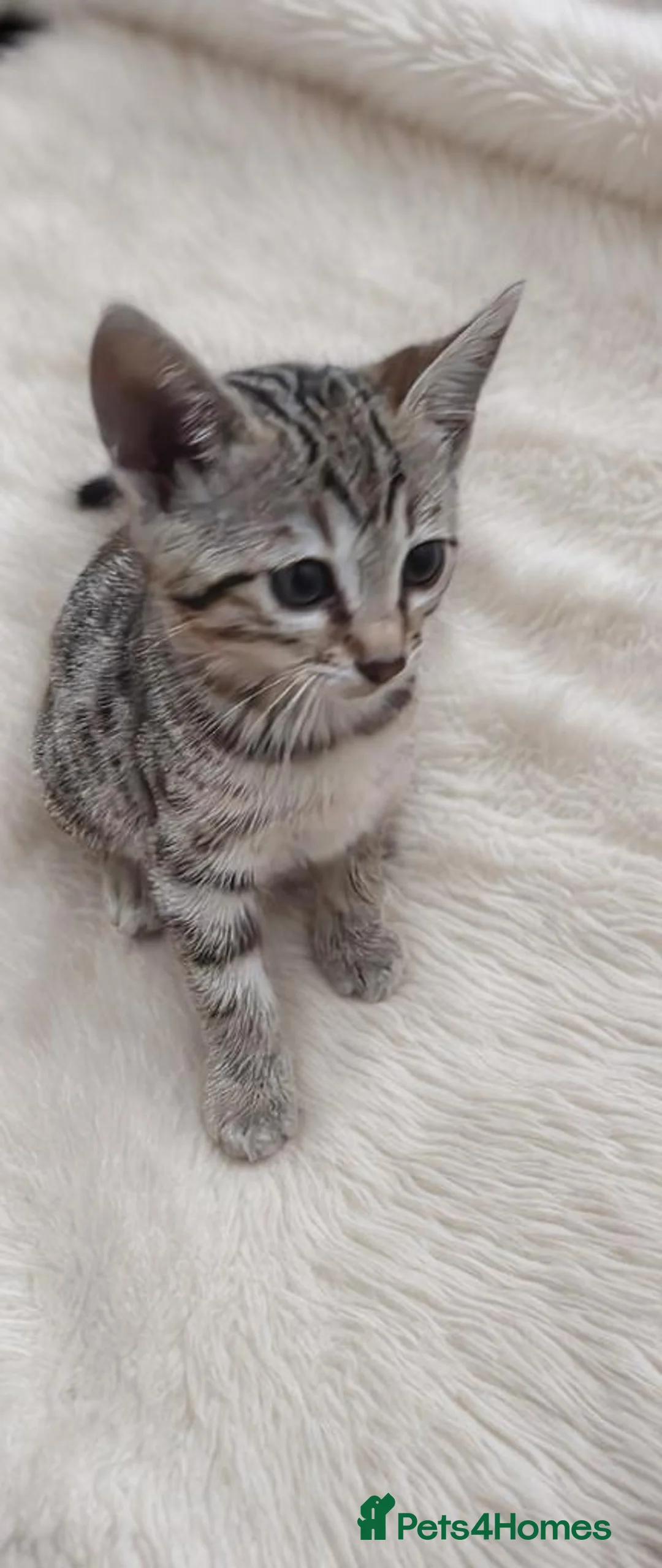 Bengal cats for sale: Savannah x Bengal hybrid Kittens  - Advert 5