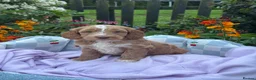 Cockapoo dogs for sale: 6 gorgeous f1 apricot Cockerpoos  - Advert 13