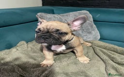 French Bulldog dogs for sale: KcFrenchiePup-HealthTestedParents-Lastone-Readynow in Derby - Image 11